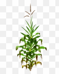 Clipart - Physiological Changes In Plants Png,Corn Stalk Png