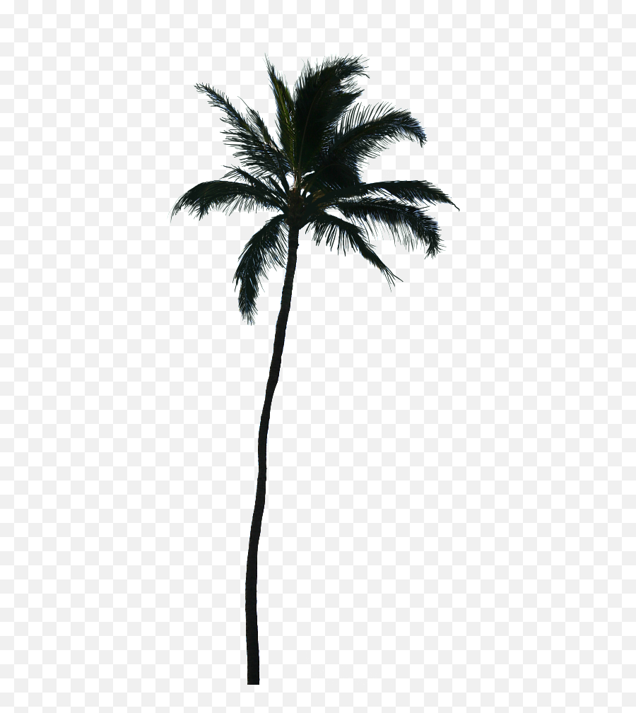 Download White Palm Tree Png - Silhouette Palm Tree Vector,Palmtree Png