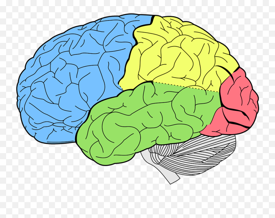 Сенсорная афазия зона Вернике. Доли коры головного мозга.