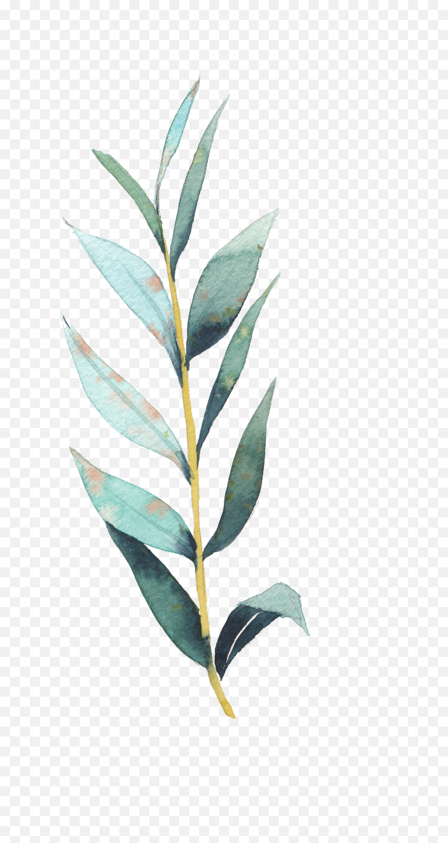 Download Hd Art Stock Transprent Png - Eucalyptus Leaf Plant Drawing Png,Eucalyptus Png