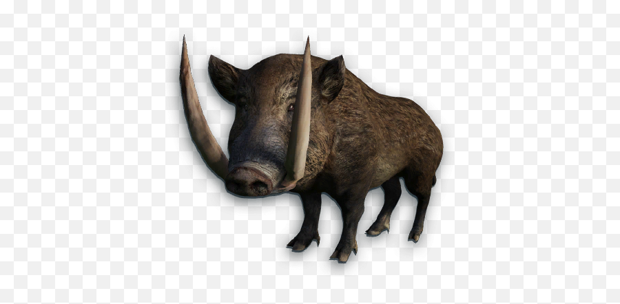 Boar Png Images Free Download Wild Pig - Boars Png,Hog Png