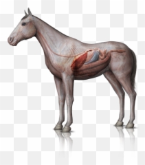 Interactive Animal Veterinarian Clark Summit Pennsylvania - Nervous System Of Horse Png,Digestive System Png