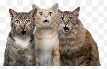 Cat Transparent Background Png - Surprised Cats