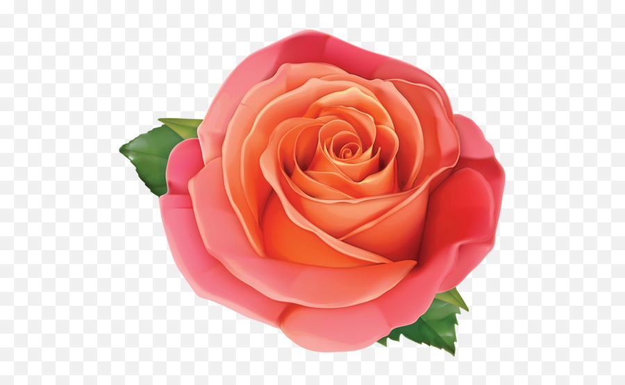 Large Rose Png Clipart Image - Shutterstock Roses,Rose Vector Png