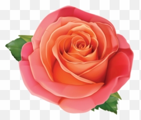 Large Rose Png Clipart Image - Shutterstock Roses