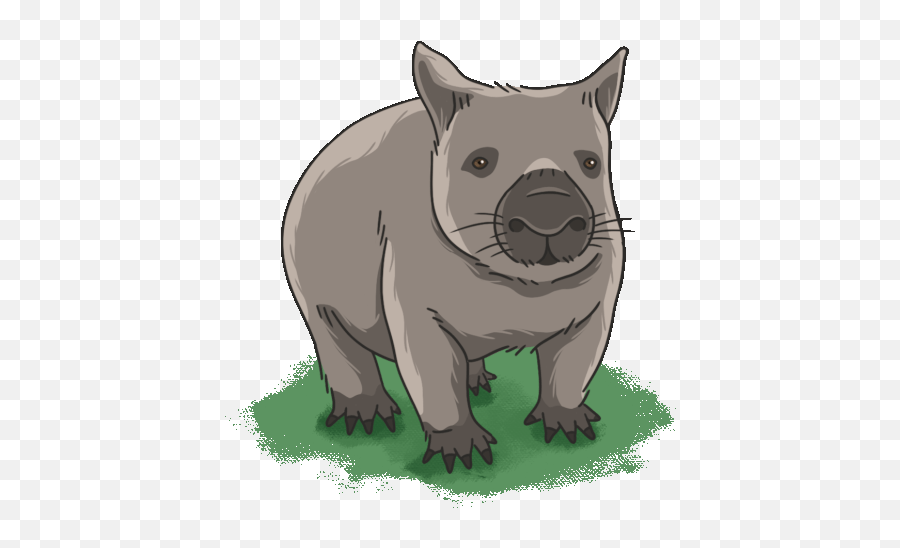 Wombat Northern Hairy Nosed Gif - Northern Hairy Nosed Wombat Gifs Png,Wombat Icon