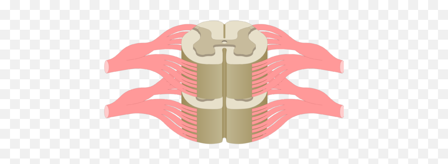 Spinal Cord Segments - Crosssectional Anatomy Spinal Cord Transparent Cross Section Png,Grey Zone Icon