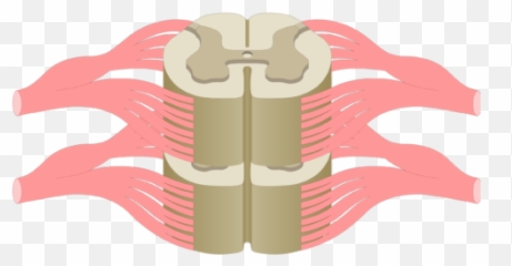 Spinal Cord Segments - Crosssectional Anatomy Transparent Section png