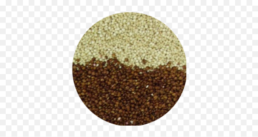 Buy Quinoa Buyquinoa Twitter - Grains Of Paradise Png,Quinoa Icon