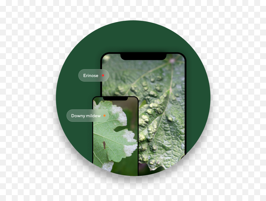 Vineyard Disease Management U0026 Nutrient Diagnosis Terraview - Drop Png,Vine App Icon