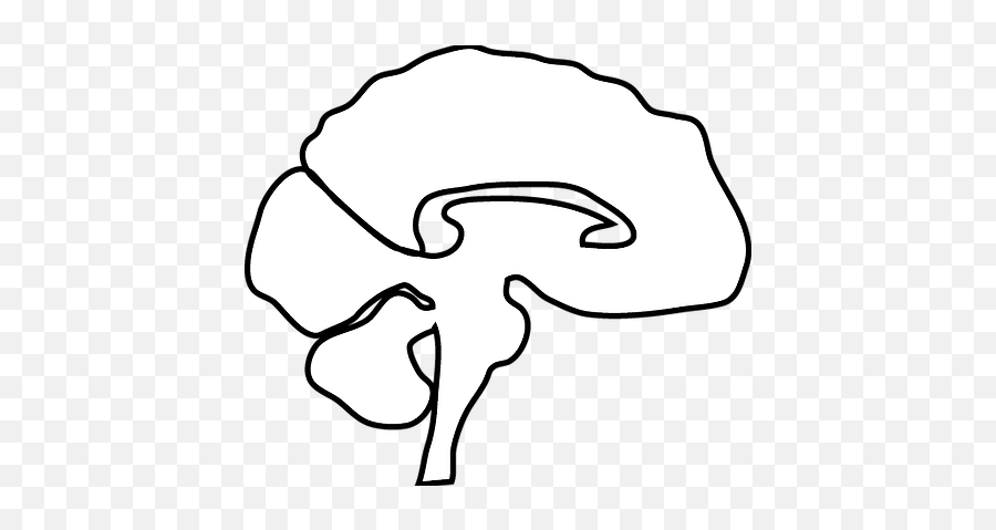 Commissions - Clip Art Png,Brain Outline Png