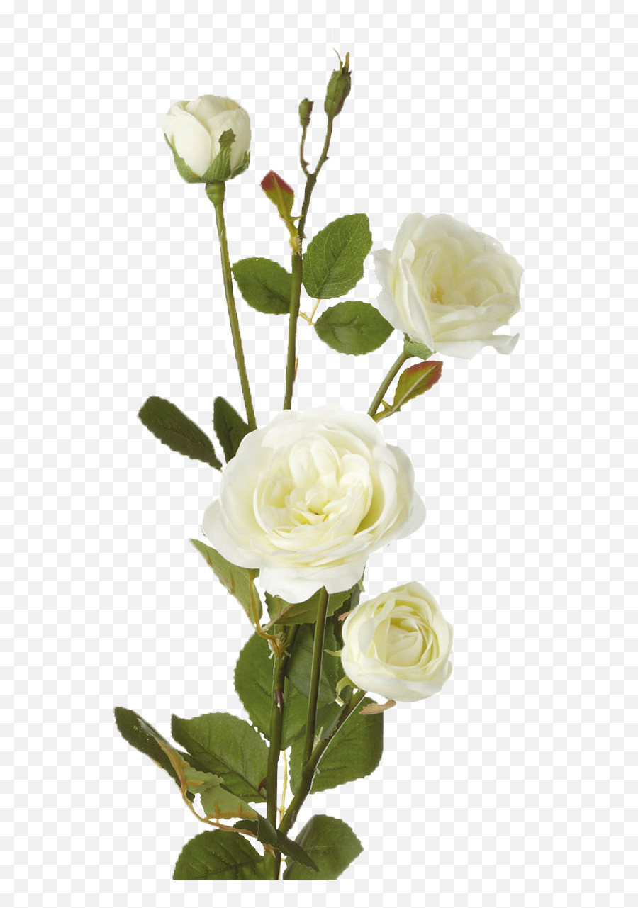 White Roses Transparent Png Image - Single White Rose Flower,Rose Transparent