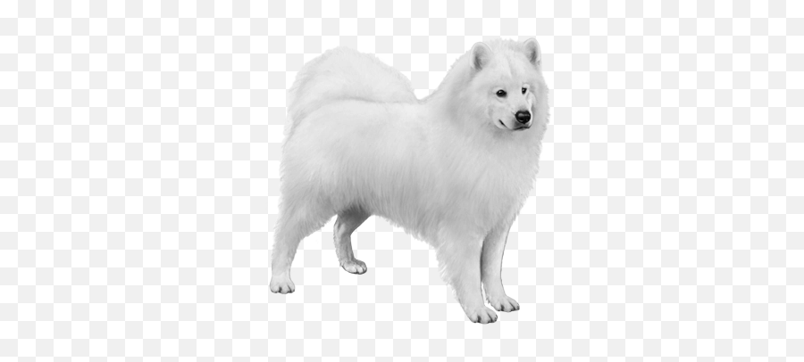 Download Free Png Background - Samoyeddogtransparent Dlpngcom Samoyed Transparent Background,Dog Transparent Background