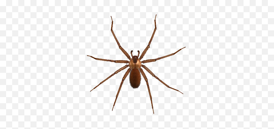 Brown Spider Png Image - Dangerous Spider Png,Spider Png