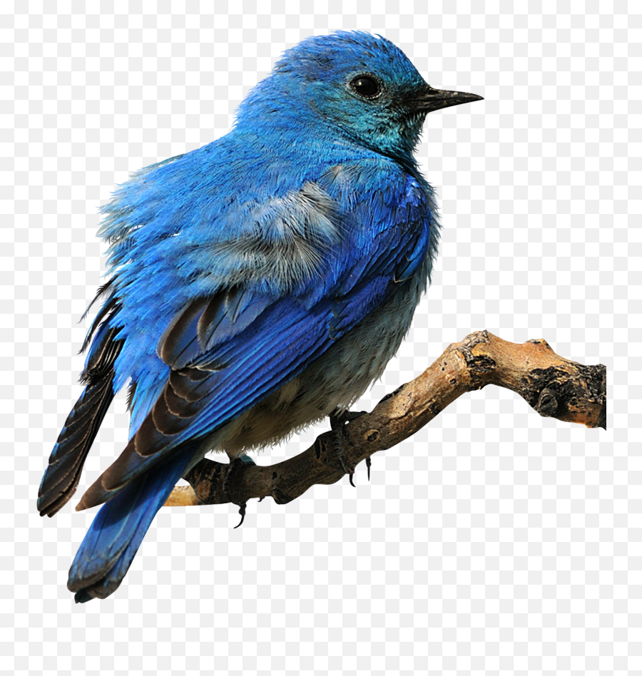 Eastern Bluebird Clip Art - Eastern Bluebird Transparent Background Png,Blue Bird Png