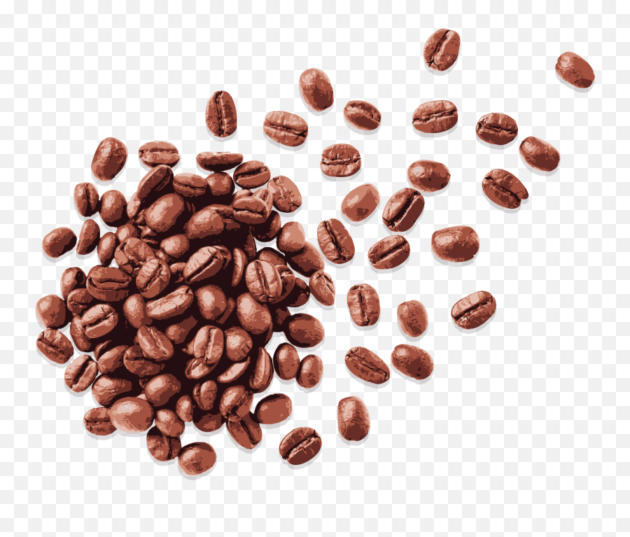 Download Coffee Beans - Java Coffee Png,Coffee Bean Png