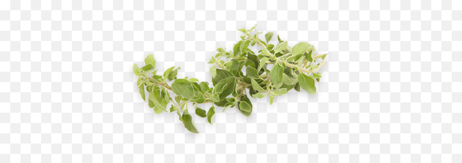 Oregano Mccormack Family Farms - Common Sage Png,Oregano Png