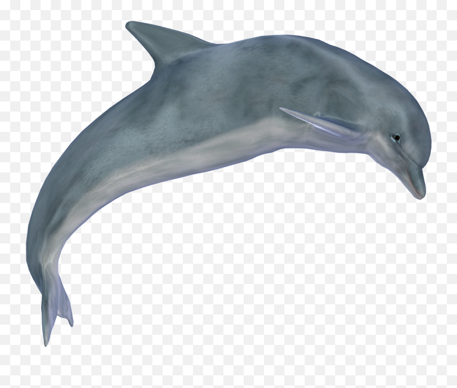 Crazypng - Dolphin Images Hd Png,Dolphins Png