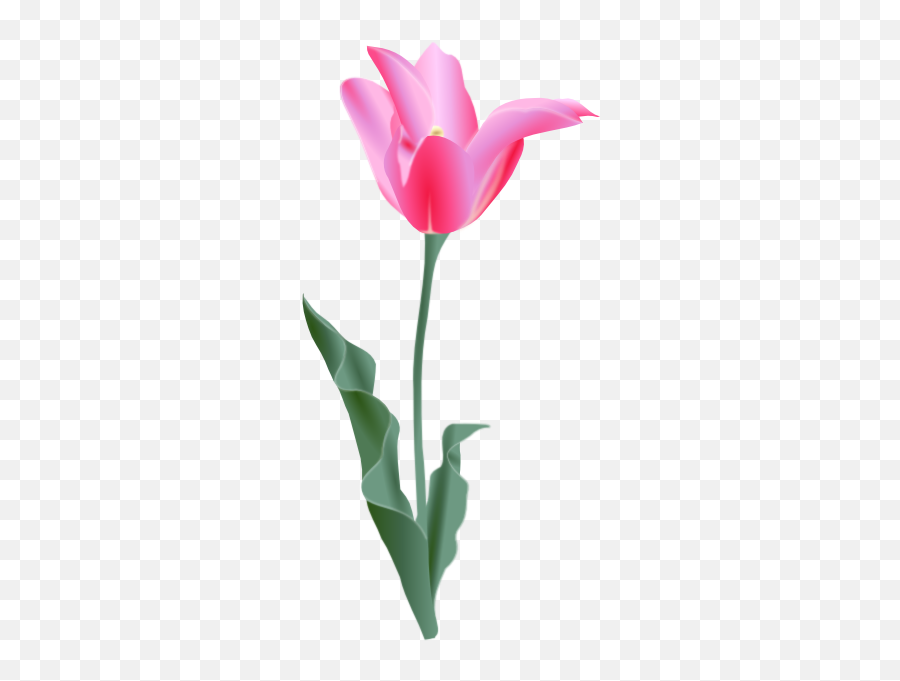 Pink Tulip Png Clip Arts For Web - Clip Arts Free Png Tulip Clip Art,Tulips Png