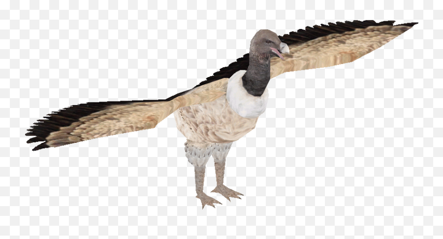 Download Indian Vulture Png Image With No Background - Indian Vulture Png,Vulture Transparent
