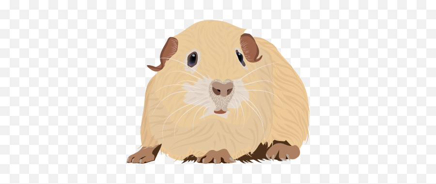 201408 Guinea Pig - Guinea Pig Cartoon Png,Guinea Pig Png