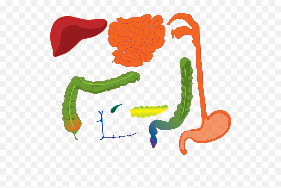 Digestive System Clip Art - Vector Clip Art Cartoon Digestive System Png,Digestive System Png