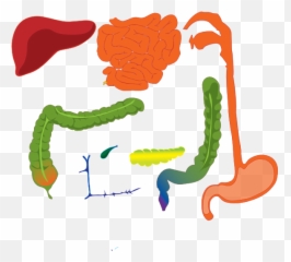 Digestive System Clip Art - Vector Clip Art Cartoon Digestive System Png,Digestive System Png