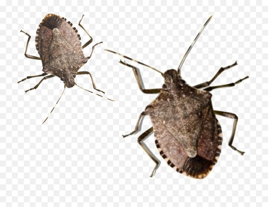 Download Hd Stink Bug Png Pic - Stink Bugs In Virginia,Bugs Png