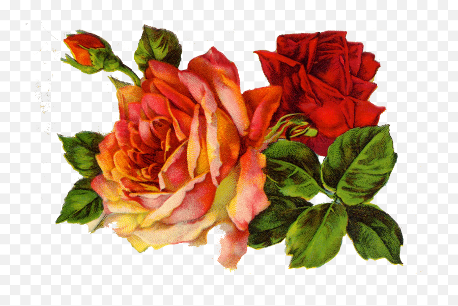 Download Hd Decoupage Roses - Red Roses Vintage Png Twitter Header Aesthetics Flower,Vintage Flower Png