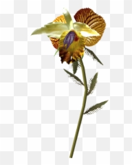 Dragonu0027s Tongue Skyrim Elder Scrolls Fandom - Skyrim Dragon Tongue Flower Png,Tounge Png