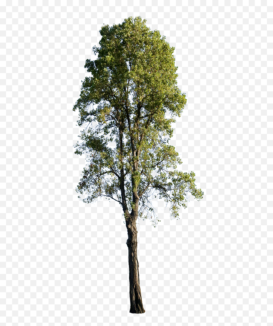 Populus Nigra V - Poplar Tree Cut Out Png,Pine Tree Transparent Background