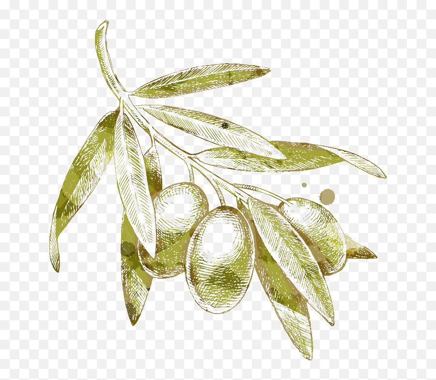 Olive Branch Drawing - Olive Drawing Png,Olive Png