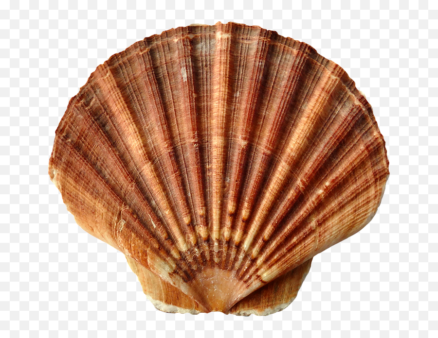 Shell Png 6 Image - Clam Shell,Shell Png