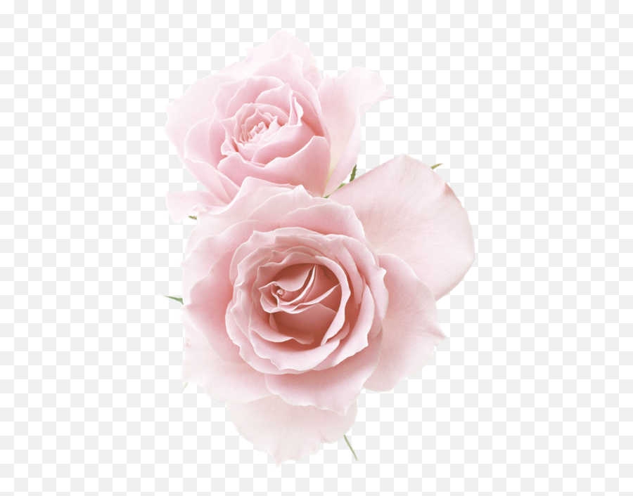 Download Rose Red Flowers Pink Roses Flower Png Images - Light Pink Flowers Png,Pastel Flowers Png