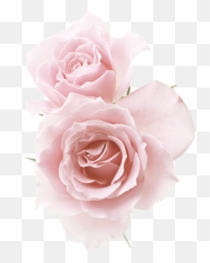 Download Rose Red Flowers Pink Roses Png Images - Light