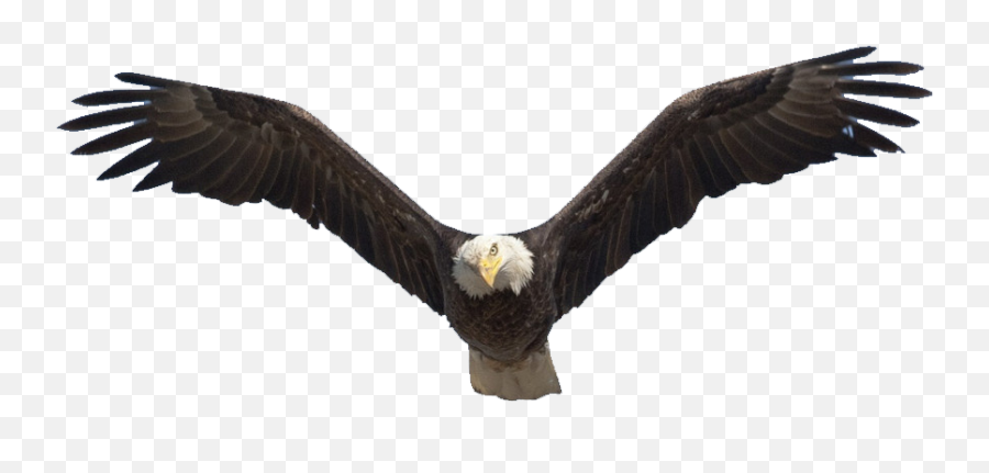 1200 X 735 25 - Soaring Eagle Png Clipart Full Size Bald Eagle Migration Birds,Golden Eagle Png