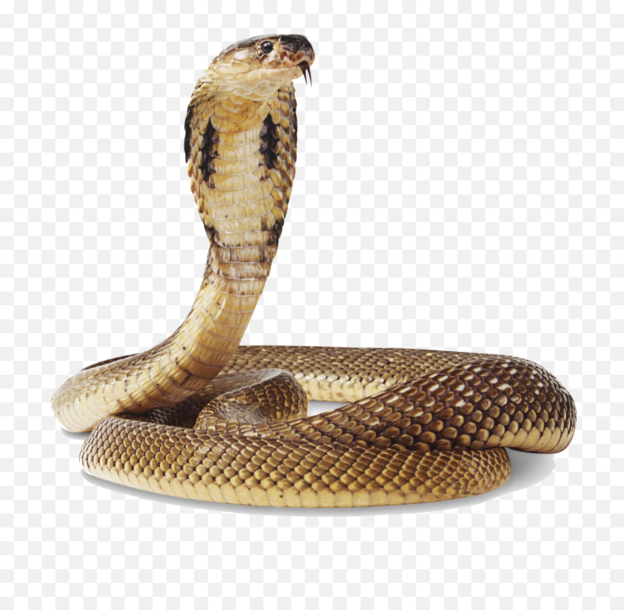 Png Cobra Snake Transparent Background - Snake Png,Snake Transparent  Background - free transparent png images 