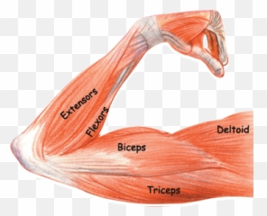 Arm Muscles Workout Trends Png