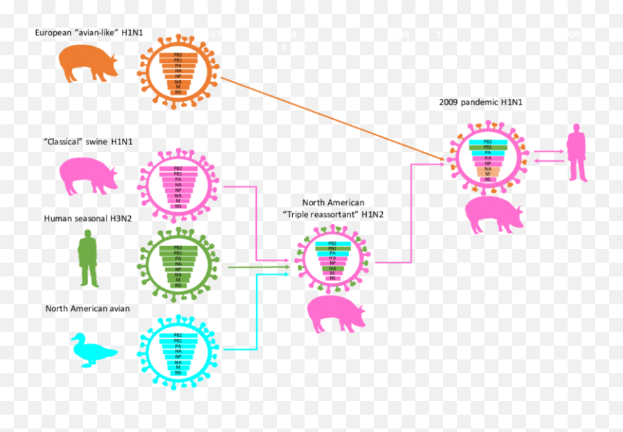 Origin Of The 2009 Pandemic H1n1 Virus Na And M Protein - Clip Art Png,M&ms Logo