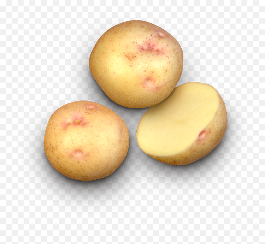 Earthapples Seed Potatoes Canada - Potato Varieties In Canada Png,Potato Transparent