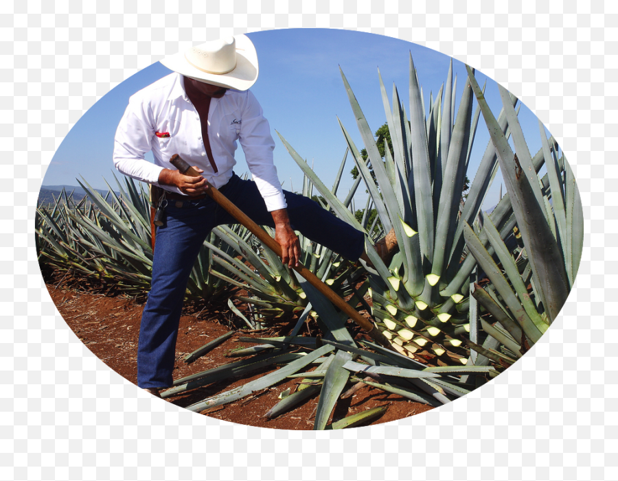 Orgave - Tequila Plant In Mexico Png,Agave Png