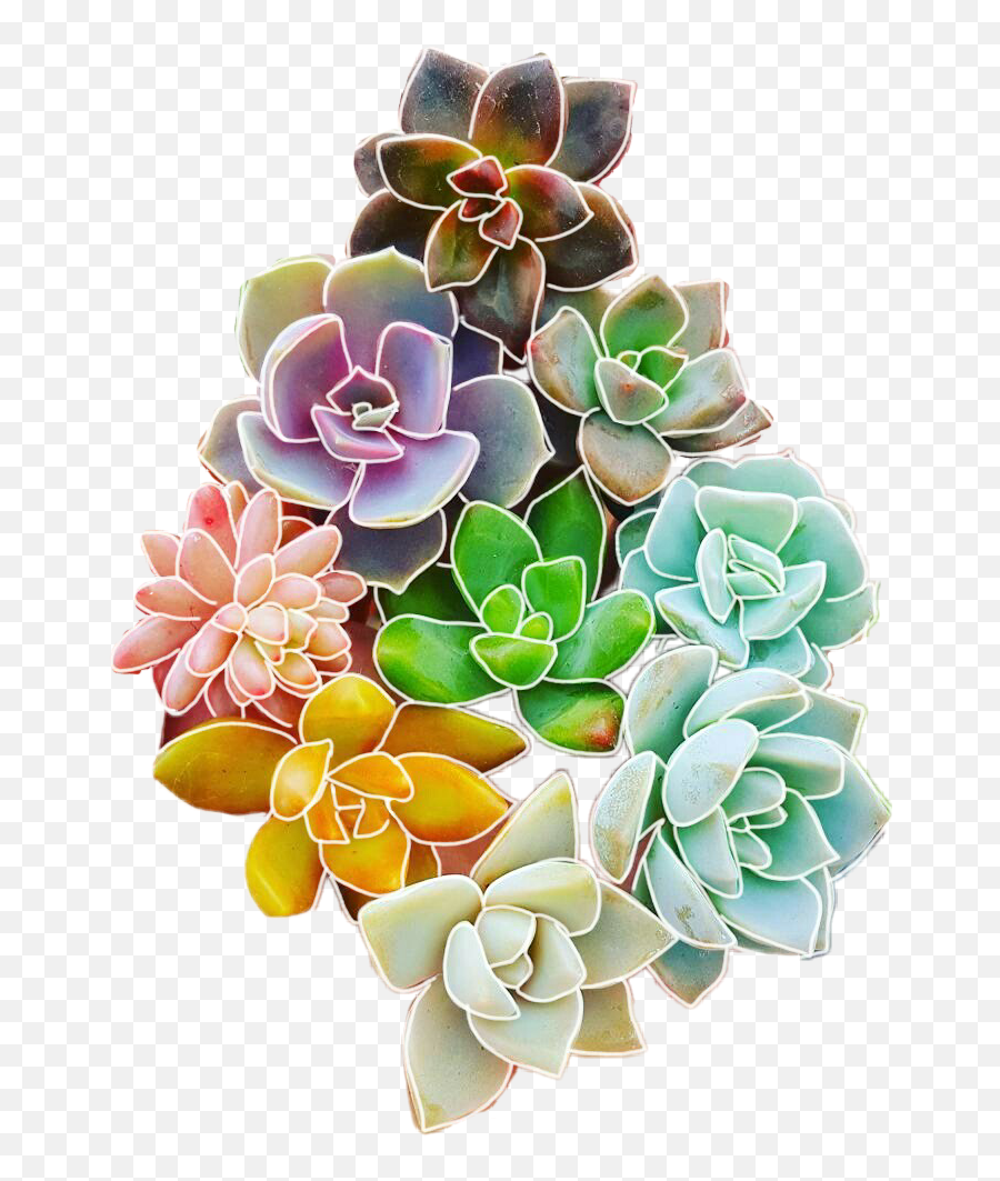 Download Report Abuse - Colorful Succulents Png,Succulents Png