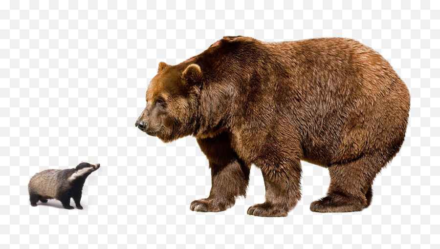 Brown Bear Png Image Background - Bear Png,Bear Transparent