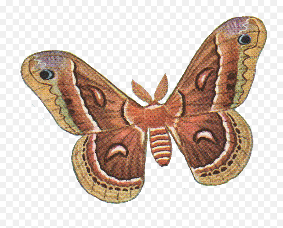 Download Moth Png Photos - Moth Png,Moth Png