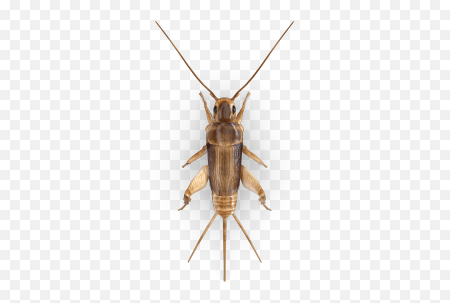 Cricket Insect Png Transparent Images All - Insect,Mosquito Transparent Background
