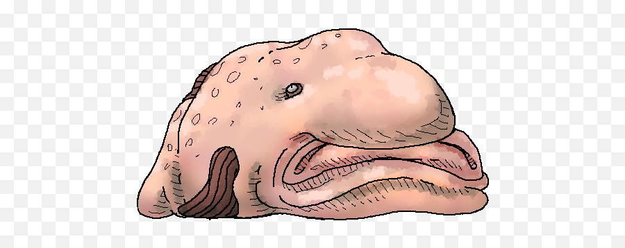 Official We Need To Go Deeper Wiki - Marine Mammal Png,Blobfish Png