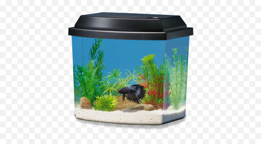 Betta Fish Tanks And Plus - Decorate A Betta Fish Tank Png,Fish Bowl Transparent Background