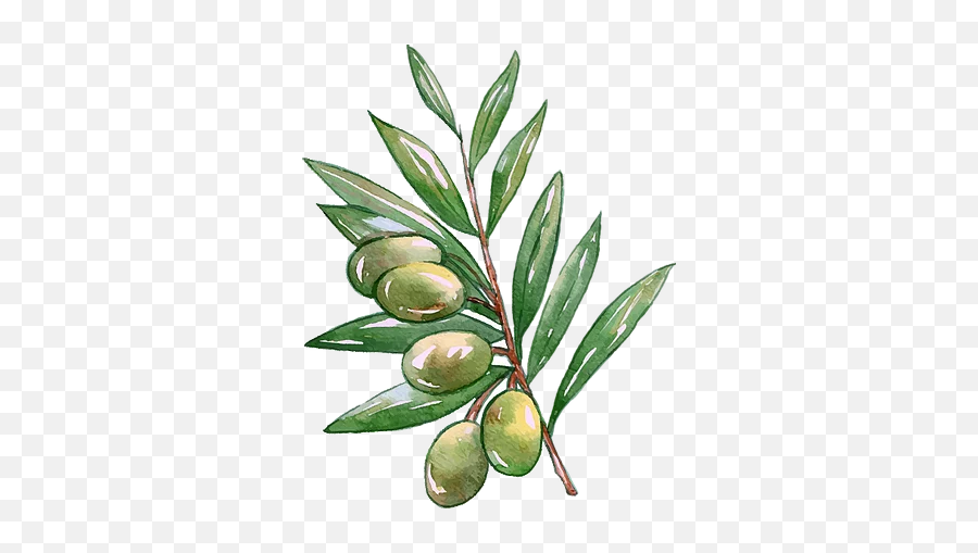About Olivebranch - Fresh Png,Olive Branch Png