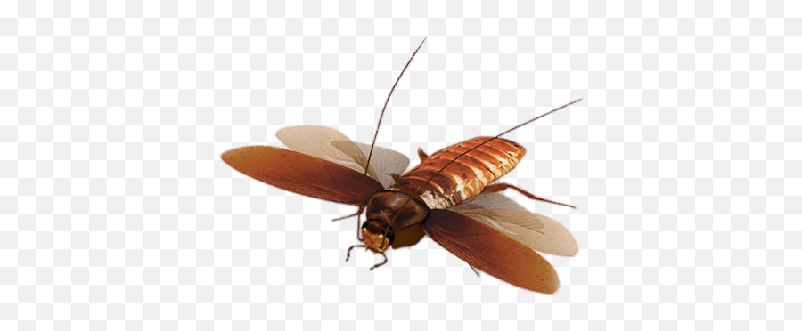 Virtual Cockroach Transparent Png - Flying Cockroach Png,Cockroach Png