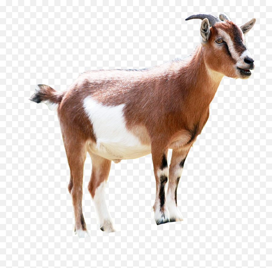 Goat Png Image Transparent Background - Goat Png,Transparent Pictures